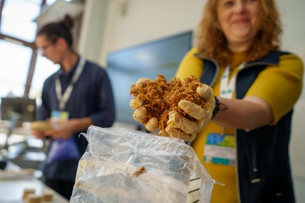 Workshop participant holding a handful of fibrous paludiculture biomass