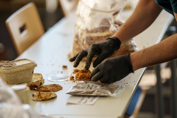 Gloved hands examining loose biomass beside mycelium material samples